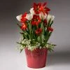 Brighter Blooms Red Amaryllis With White Tulips And Star Of Bethlehem SHOP ALL