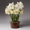 Brighter Blooms Alfresco Potted Christmas Amaryllis Plant Tabletop Bulb Gardens