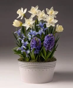 Brighter Blooms SHOP ALL White Narcissus With Blue Hyacinth And Iris