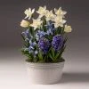Brighter Blooms SHOP ALL White Narcissus With Blue Hyacinth And Iris