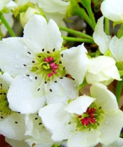 Brighter Blooms 20th Century (Nijisseiki) Asian Pear Tree Fruit Trees