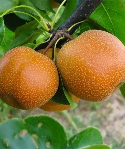 Brighter Blooms 20th Century (Nijisseiki) Asian Pear Tree Fruit Trees