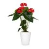 Brighter Blooms Red Anthurium Plant SHOP ALL