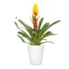 Brighter Blooms SHOP ALL Bromeliad Plant