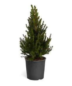 Brighter Blooms Dwarf Alberta Spruce Gift Plant Shrubs & Hedges 7 Brighter Blooms Dwarf Alberta Spruce Gift Plant Shrubs & Hedges