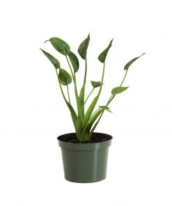 Brighter Blooms House & Patio Tiny Dancer Plant