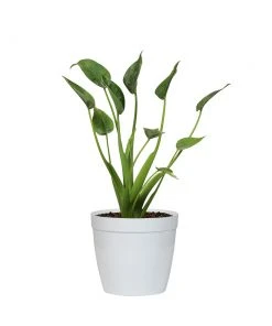 Brighter Blooms House & Patio Tiny Dancer Plant