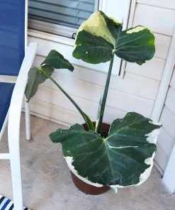Brighter Blooms Mickey Mouse Alocasia (Alocasia Xanthosoma Variegata) 12 Brighter Blooms Mickey Mouse Alocasia (Alocasia Xanthosoma Variegata)