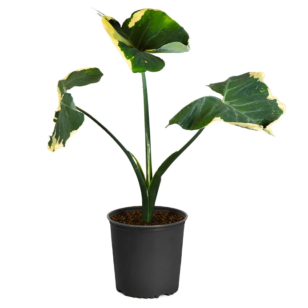 Brighter Blooms Mickey Mouse Alocasia (Alocasia Xanthosoma Variegata) 7 Brighter Blooms Mickey Mouse Alocasia (Alocasia Xanthosoma Variegata)