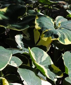 Brighter Blooms Mickey Mouse Alocasia (Alocasia Xanthosoma Variegata) 13 Brighter Blooms Mickey Mouse Alocasia (Alocasia Xanthosoma Variegata)