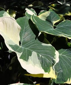 Brighter Blooms Mickey Mouse Alocasia (Alocasia Xanthosoma Variegata)