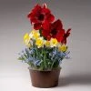 Brighter Blooms Red Amaryllis With Narcissus And Scilla