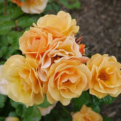 Brighter Blooms Roses Flower Carpet Amber Rose 2 Brighter Blooms Roses Flower Carpet Amber Rose