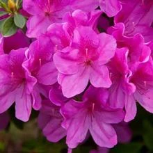 Brighter Blooms Shrubs & Hedges Lavender Formosa Azalea Shrub