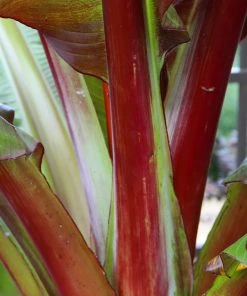Brighter Blooms Red Abyssinian Banana Tree