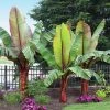 Brighter Blooms Red Abyssinian Banana Tree
