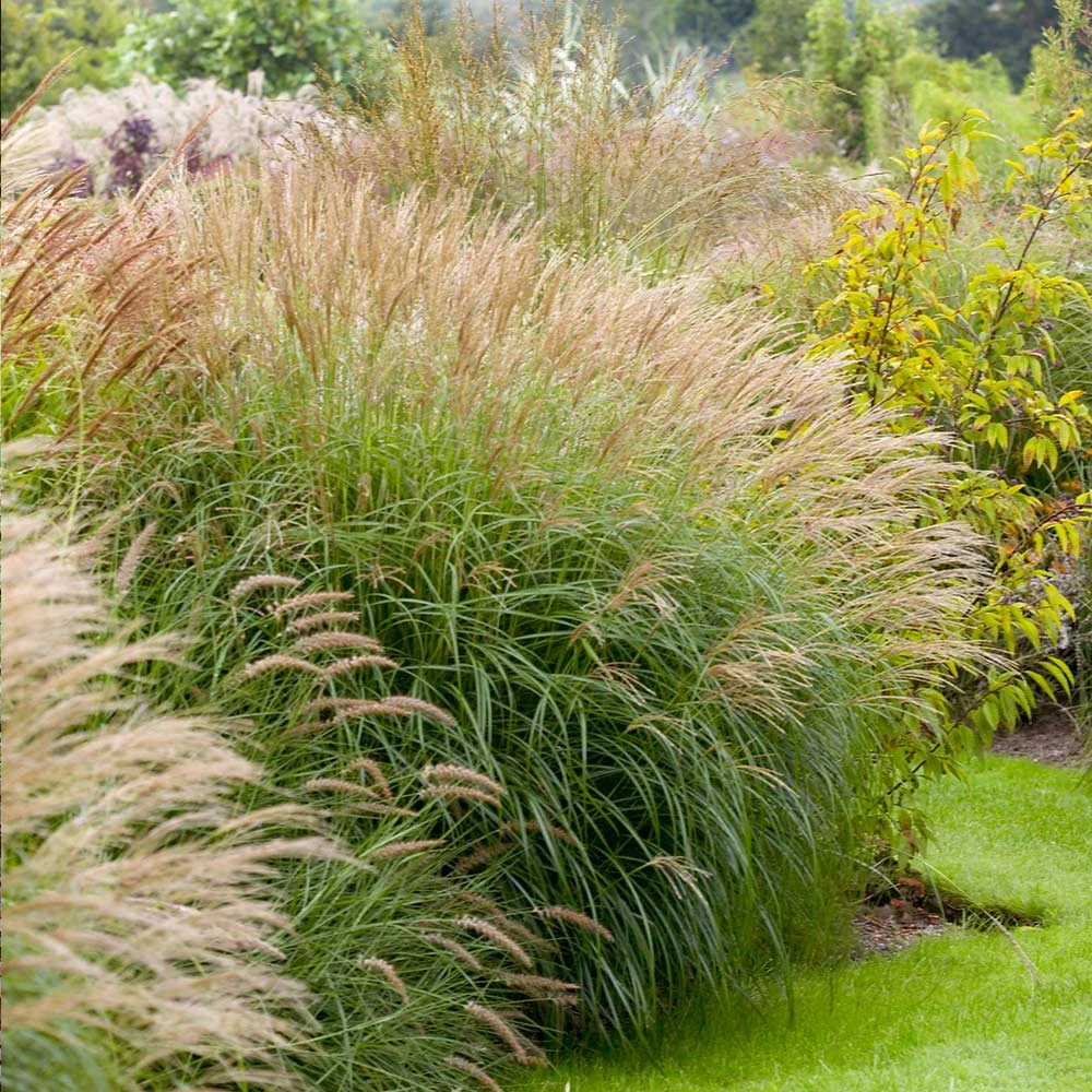 Brighter Blooms Maiden Grass Ornamental Grasses 4 Brighter Blooms Maiden Grass Ornamental Grasses
