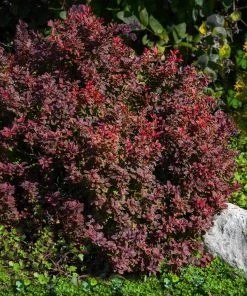 Brighter Blooms Admiration Barberry Shrub 6 Brighter Blooms Admiration Barberry Shrub