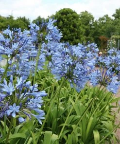 Brighter Blooms Lily Of The Nile (Blue) Plant