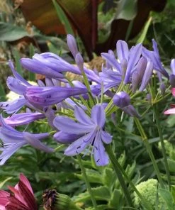 Brighter Blooms Neverland Lily Of The Nile Perennials