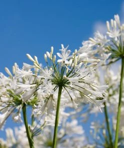 Brighter Blooms Lily Of The Nile (White) Plant