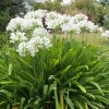 Brighter Blooms Lily Of The Nile (White) Plant
