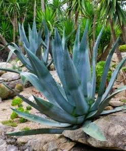 Brighter Blooms SHOP ALL Century Plant