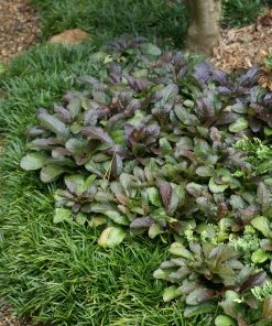 Brighter Blooms Chocolate Chip Ajuga Plant 7 Brighter Blooms Chocolate Chip Ajuga Plant