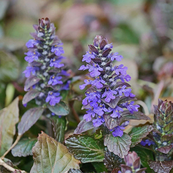 Brighter Blooms Chocolate Chip Ajuga Plant 1 Brighter Blooms Chocolate Chip Ajuga Plant