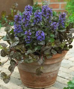 Brighter Blooms Chocolate Chip Ajuga Plant 8 Brighter Blooms Chocolate Chip Ajuga Plant