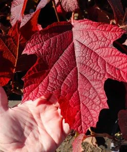Brighter Blooms Alice Oakleaf Hydrangea Shrub Shrubs & Hedges