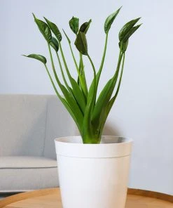 Brighter Blooms House & Patio Tiny Dancer Plant