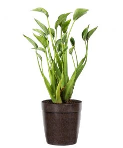 Brighter Blooms House & Patio Tiny Dancer Plant