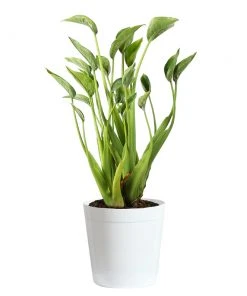 Brighter Blooms House & Patio Tiny Dancer Plant