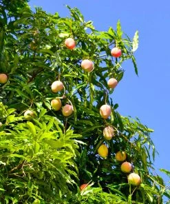 Brighter Blooms Alphonso Mango Tree