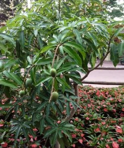 Brighter Blooms Alphonso Mango Tree