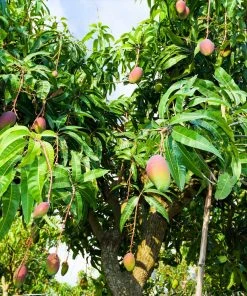 Brighter Blooms Mangos Trees Mango Kit