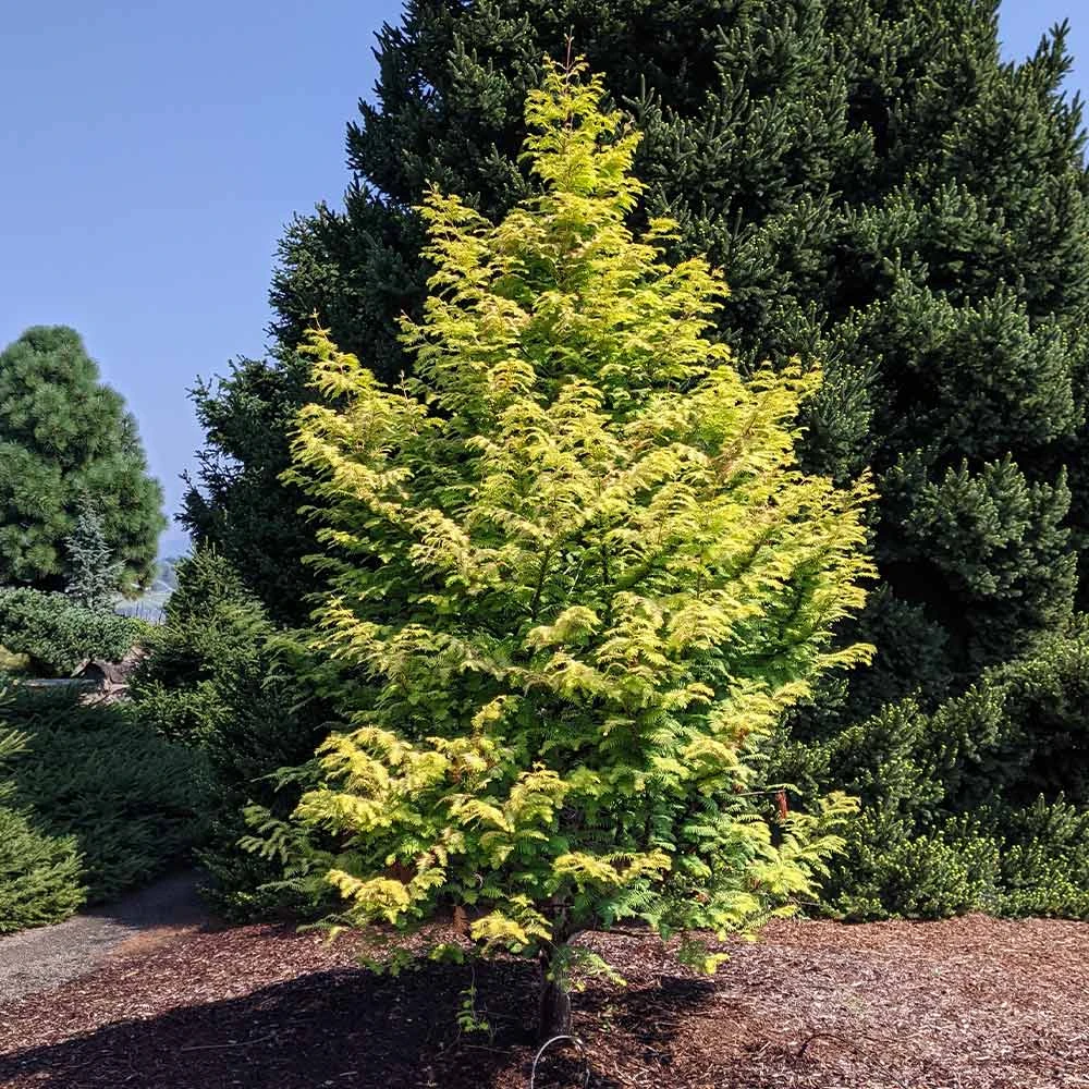 Brighter Blooms Amber Glow™ Redwood Tree 5 Brighter Blooms Amber Glow™ Redwood Tree