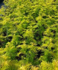 Brighter Blooms Amber Glow™ Redwood Tree 7 Brighter Blooms Amber Glow™ Redwood Tree