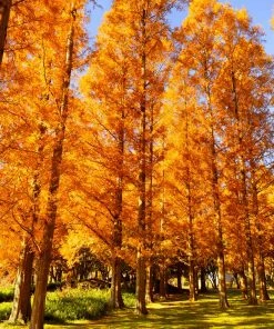 Brighter Blooms Amber Glow™ Redwood Tree 8 Brighter Blooms Amber Glow™ Redwood Tree