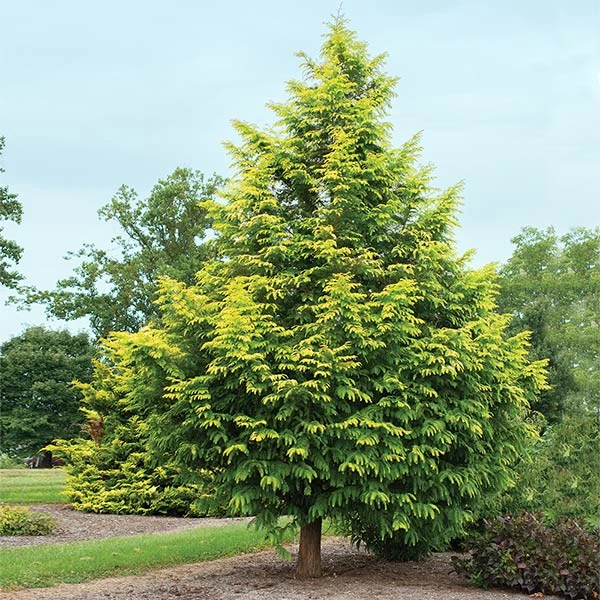 Brighter Blooms Amber Glow™ Redwood Tree 1 Brighter Blooms Amber Glow™ Redwood Tree