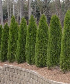 Brighter Blooms Evergreen & Privacy American Arborvitae Tree