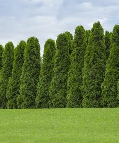 Brighter Blooms Evergreen & Privacy American Arborvitae Tree