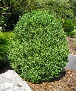 Brighter Blooms American Boxwood Shrub Shrubs & Hedges