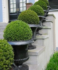 Brighter Blooms American Boxwood Shrub Shrubs & Hedges