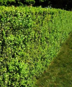 Brighter Blooms American Boxwood Shrub Shrubs & Hedges