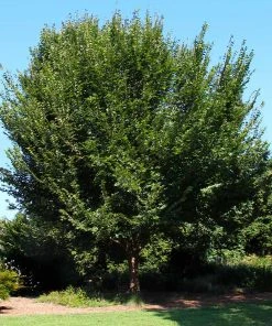 Brighter Blooms Shade Trees American Elm Tree