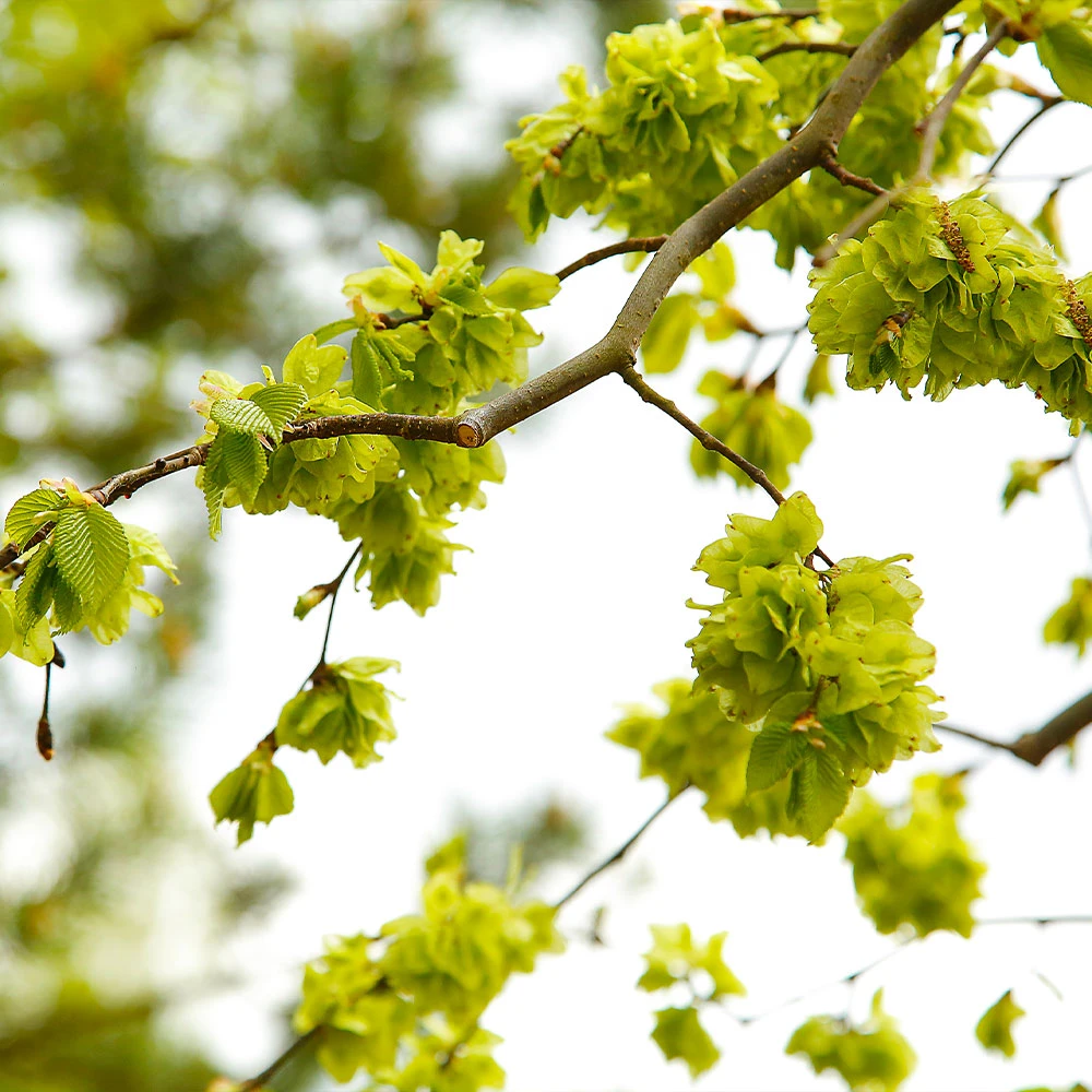 Brighter Blooms Shade Trees American Elm Tree 5 Brighter Blooms Shade Trees American Elm Tree