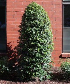 Brighter Blooms Greenleaf American Holly Shrub 9 Brighter Blooms Greenleaf American Holly Shrub