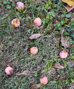 Brighter Blooms American Persimmon Tree